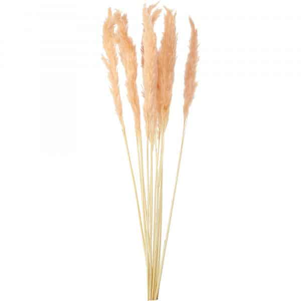 Decostar™ Natural Boho Dried Pampas Grass Plumes - 24" 10pc/bag - Blush | Rental