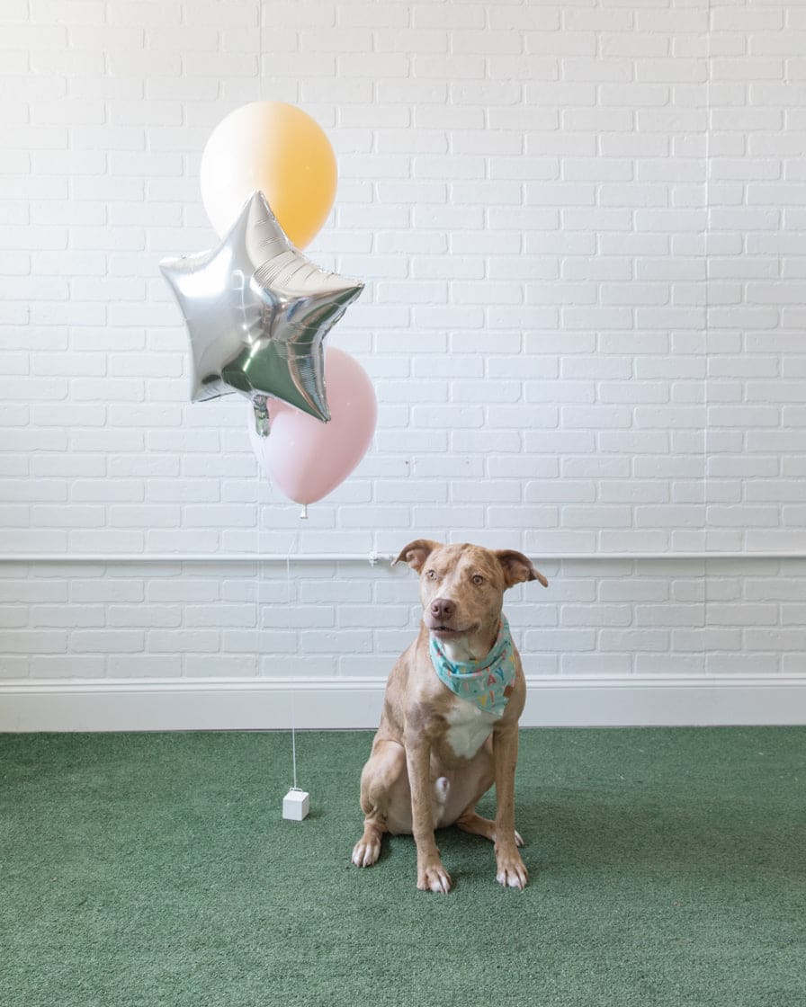 Soft Rainbow - Foil and 11in Balloons - bouquet of 3 | Purchase